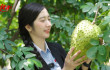 Discovering Rita’s Soursop Raw Material Area at Song Hau Farm