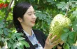 Discovering Rita’s Soursop Raw Material Area at Song Hau Farm