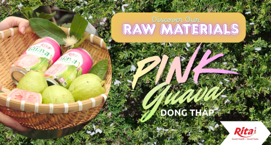 Rita Visits a Guava Farm in Dong Thap to Explore Fresh Fruit Sourcing