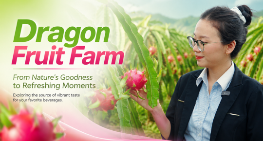 Dragon fruit farm in Binh Thuan supplying premium juice