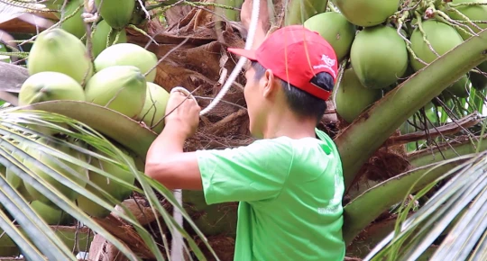 RITA Coconut Farm, The Starting Point For All