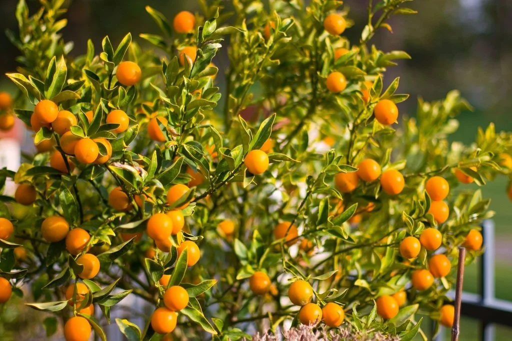 The calamansi is a citrus plant