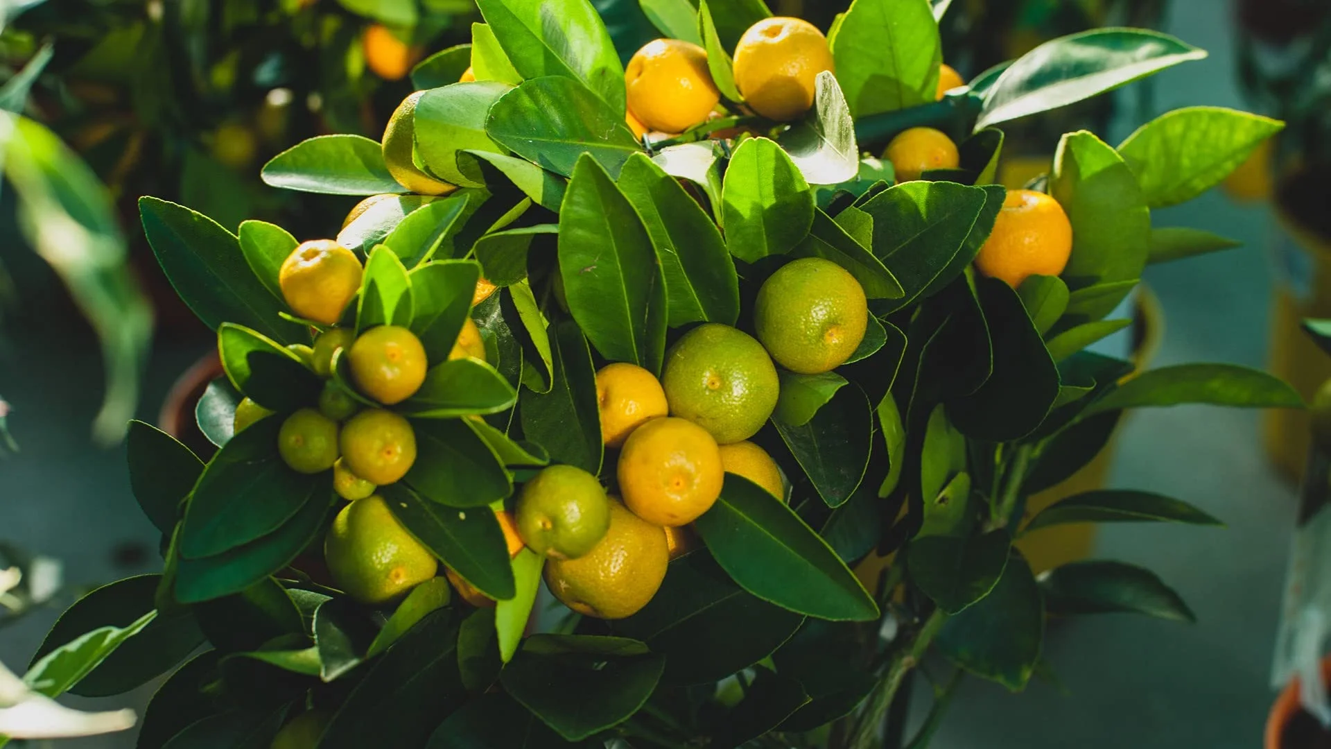 The Incredible Health Benefits Of Calamansi Unlocking Its Nutritional