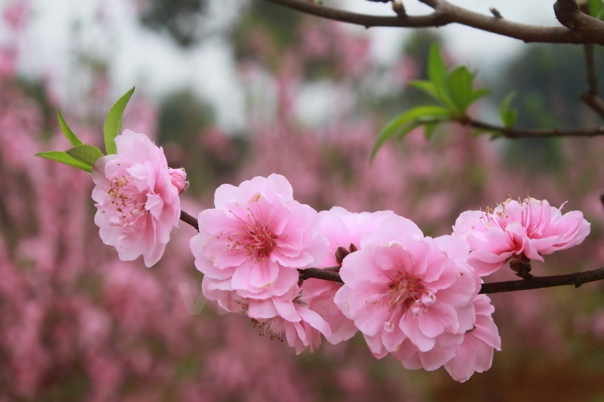Peach blossoms are the most recognizable image of spring in the North