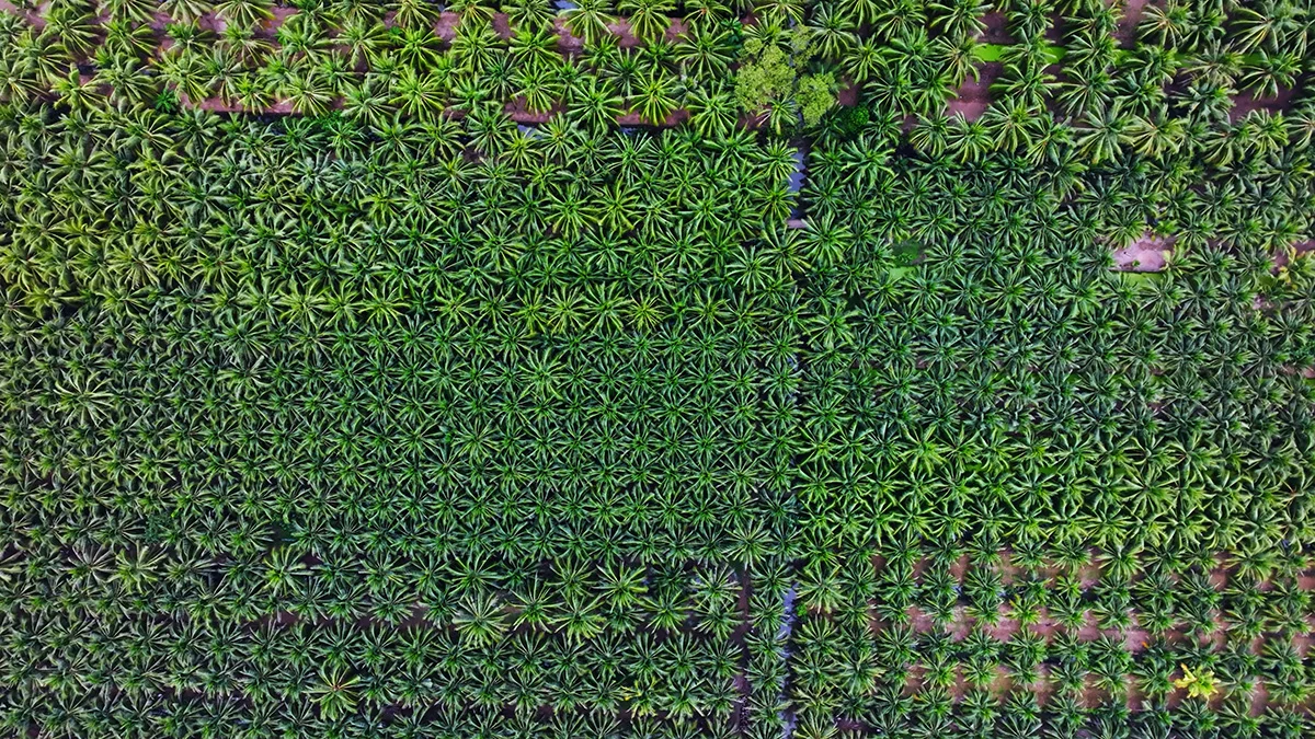 Ben Tre Coconut Farm From Plantation to High Quality Products 1