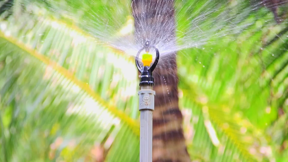 Ben Tre Coconut Farm From Plantation to High Quality Products 3