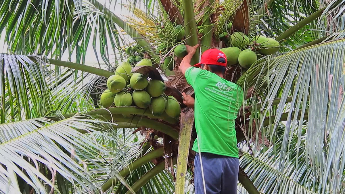 Ben Tre Coconut Farm From Plantation to High Quality Products 5
