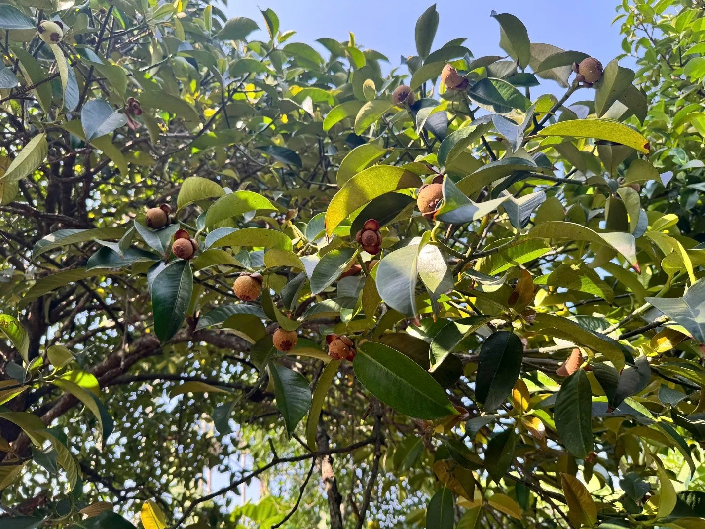 Exploring Ritas Premium Mangosteen Farm Where Quality Begins