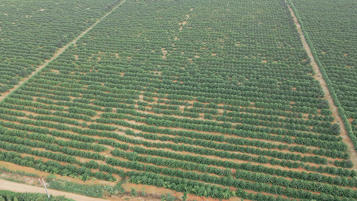 From Highlands to Can Rita Food and Drink CoLtd Visits Vietnams Coffee Gardens in Peak Harvest Season 1