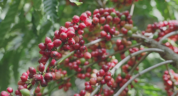 From Highlands to Can Rita Food and Drink CoLtd Visits Vietnams Coffee Gardens in Peak Harvest Season 14