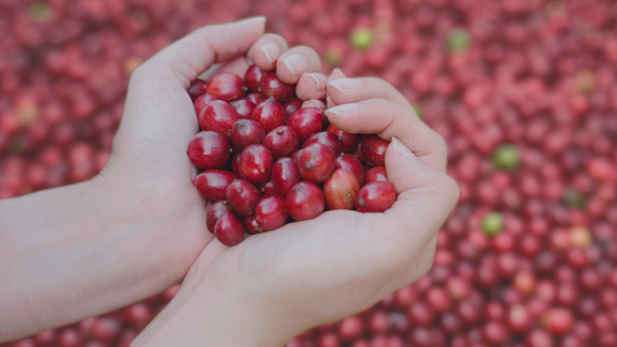From Highlands to Can Rita Food and Drink CoLtd Visits Vietnams Coffee Gardens in Peak Harvest Season 2