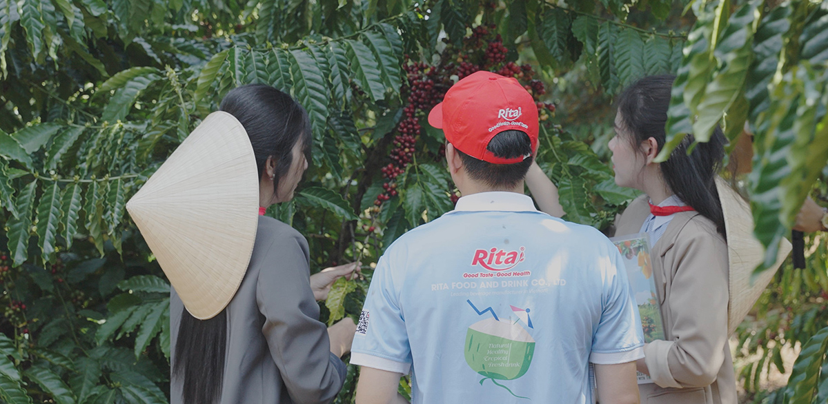 From Highlands to Can Rita Food and Drink CoLtd Visits Vietnams Coffee Gardens in Peak Harvest Season 4