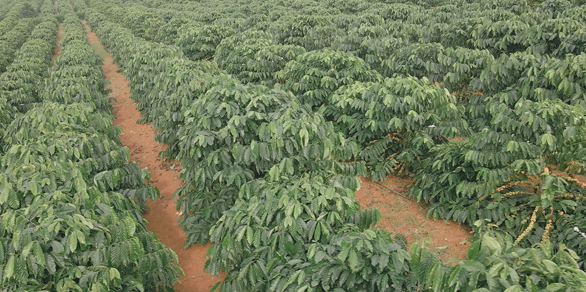 From Highlands to Can Rita Food and Drink CoLtd Visits Vietnams Coffee Gardens in Peak Harvest Season 5