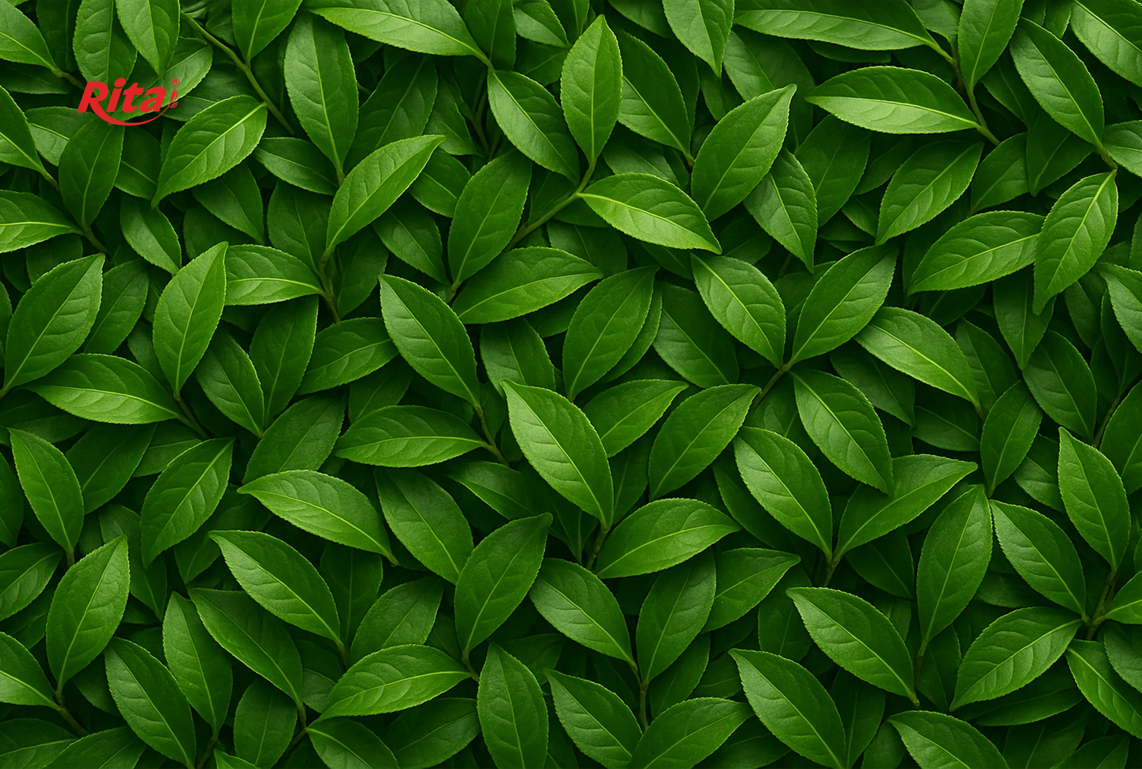 Matcha_Tea_Leafs_Background