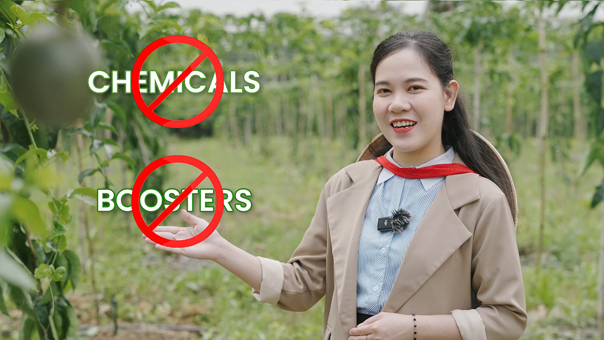 Passion Fruit Gardens in Vietnams Central Highlands 12