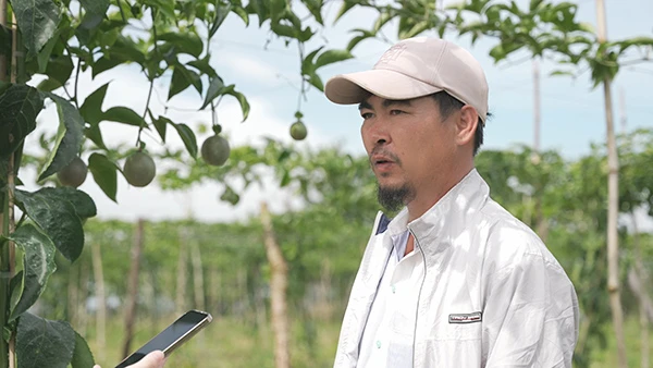 Passion Fruit Gardens in Vietnams Central Highlands 14