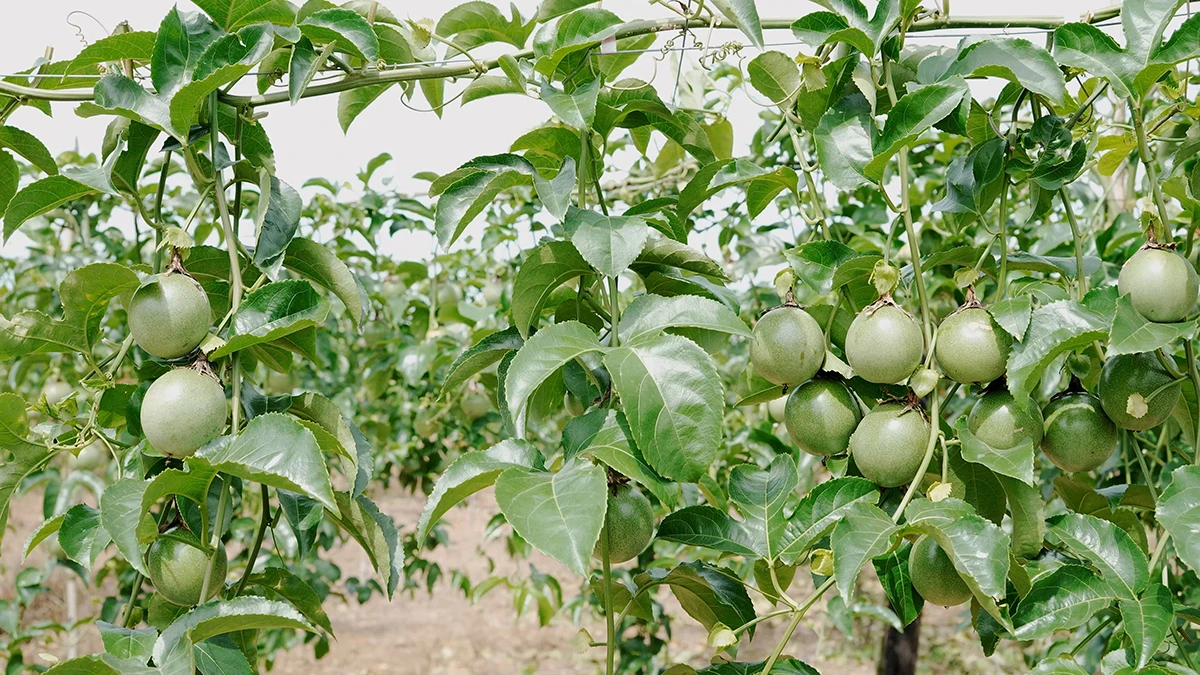 Passion Fruit Gardens in Vietnams Central Highlands 15