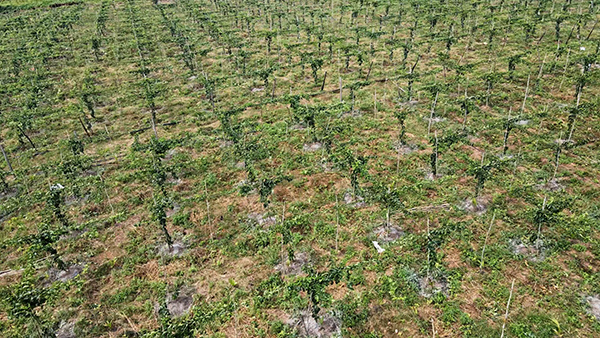Passion Fruit Gardens in Vietnams Central Highlands 17