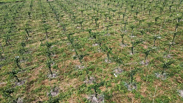 Passion Fruit Gardens in Vietnams Central Highlands 17