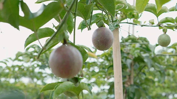 Passion Fruit Gardens in Vietnams Central Highlands 20