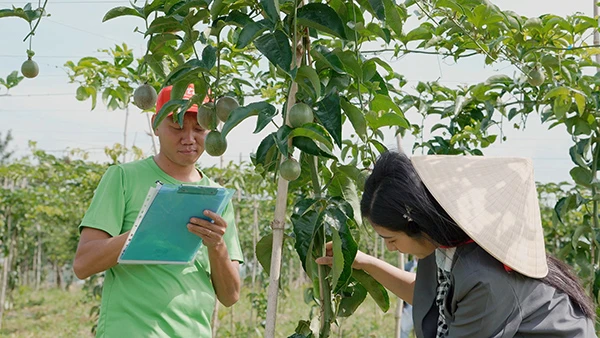 Passion Fruit Gardens in Vietnams Central Highlands 22