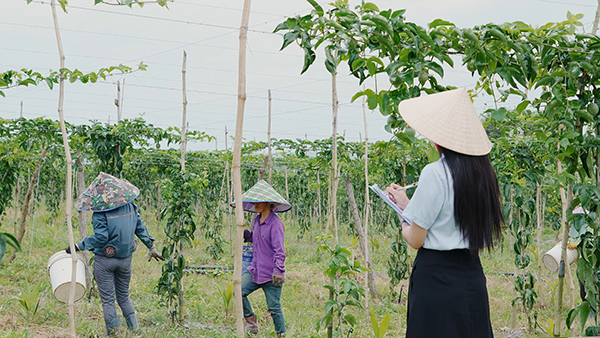 Passion Fruit Gardens in Vietnams Central Highlands 23