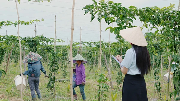 Passion Fruit Gardens in Vietnams Central Highlands 23