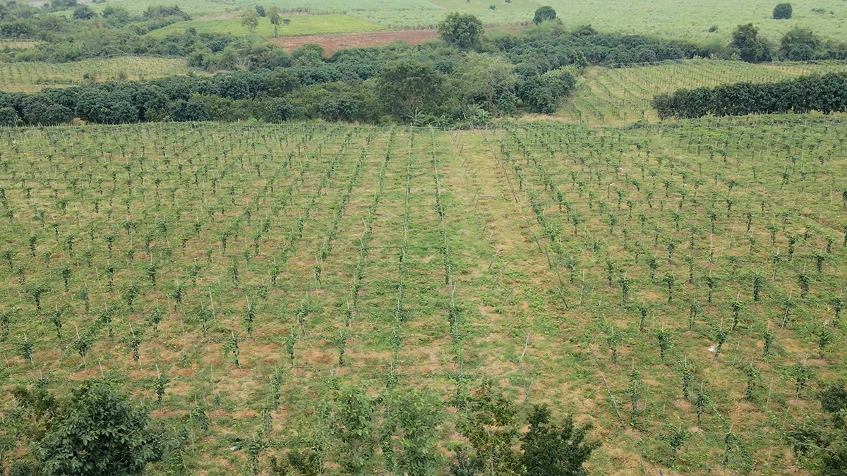 Passion Fruit Gardens in Vietnams Central Highlands 3