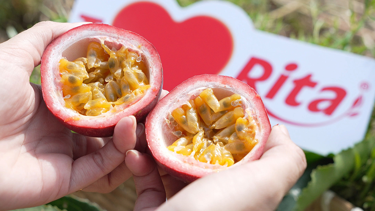 Passion Fruit Gardens in Vietnams Central Highlands 5