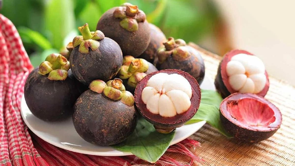 Ritas Mangosteen Garden Inspection The Journey from Farm to Premium Juice