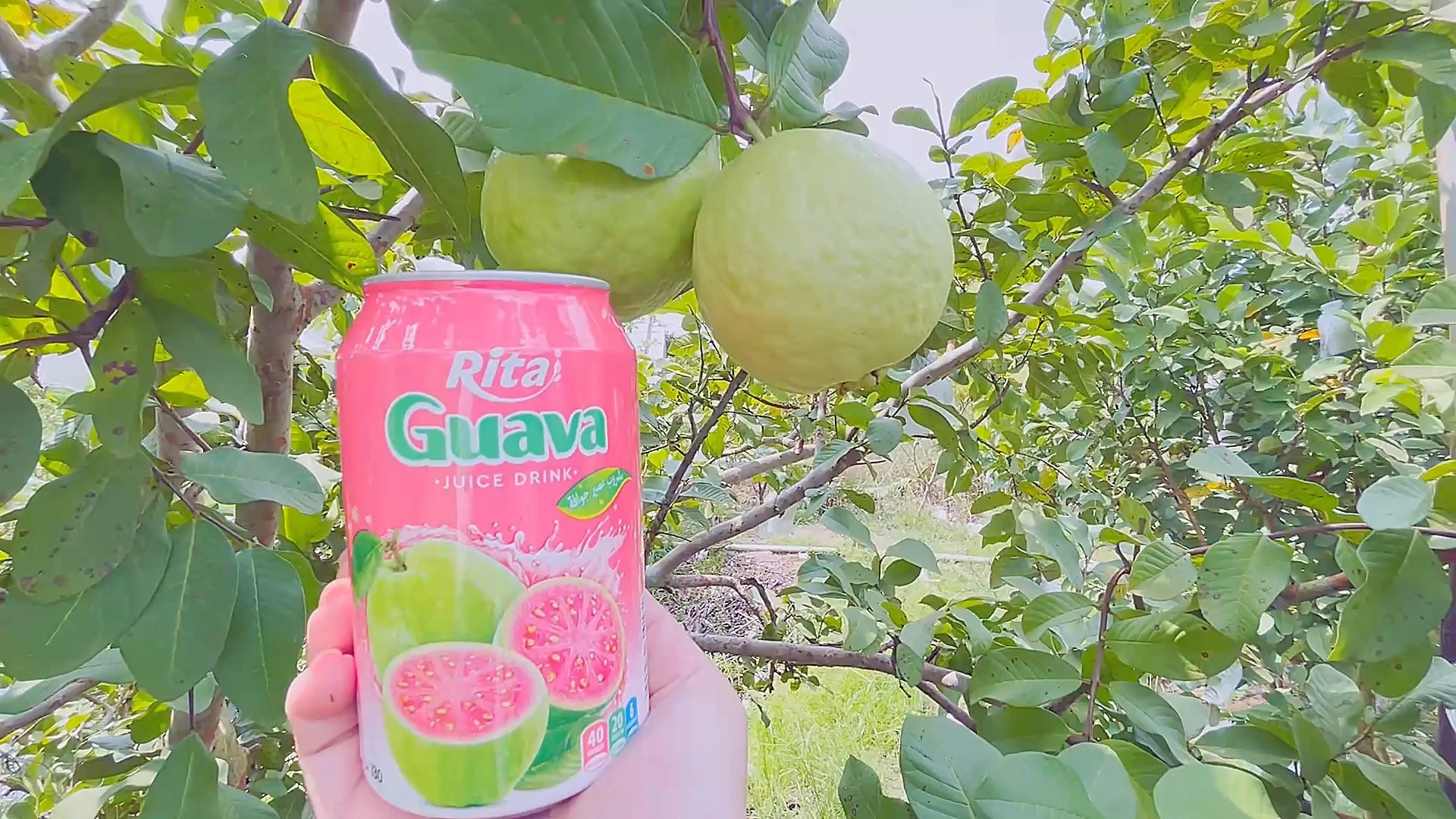 Guava Farm – Where the Freshest Guavas Are Grown - RITA Beverage