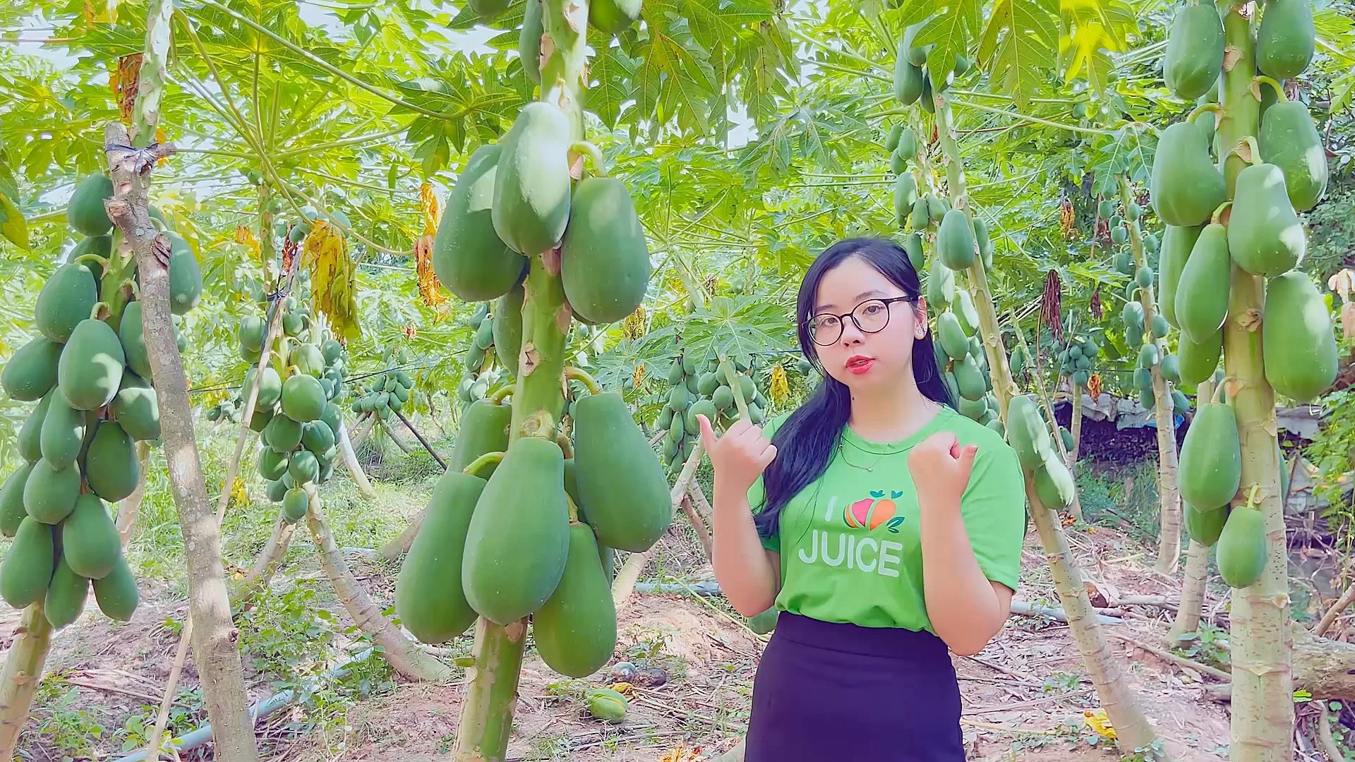 Vườn đu đủ Hành trình từ nông trại đến nước ép hoàn hảo RITA