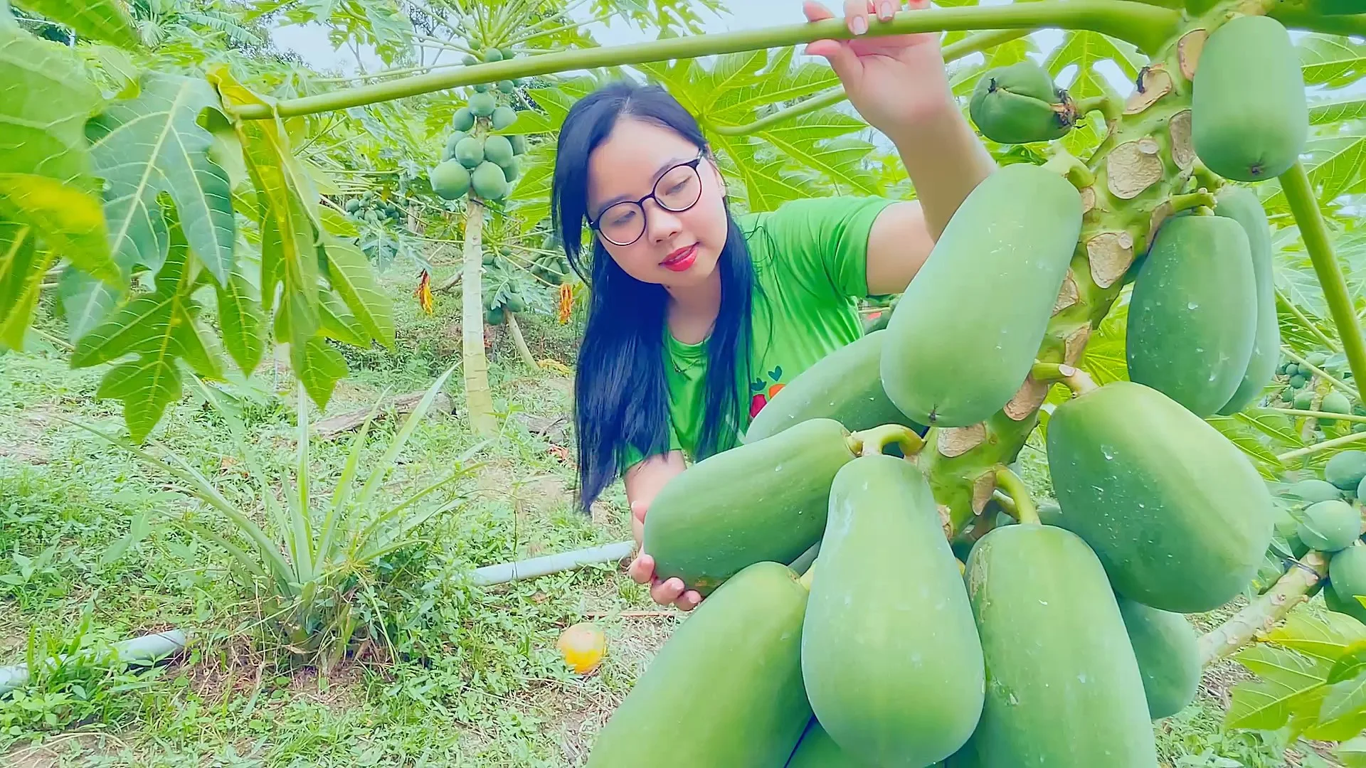 Vườn đu đủ Hành trình từ nông trại đến nước ép hoàn hảo RITA 2