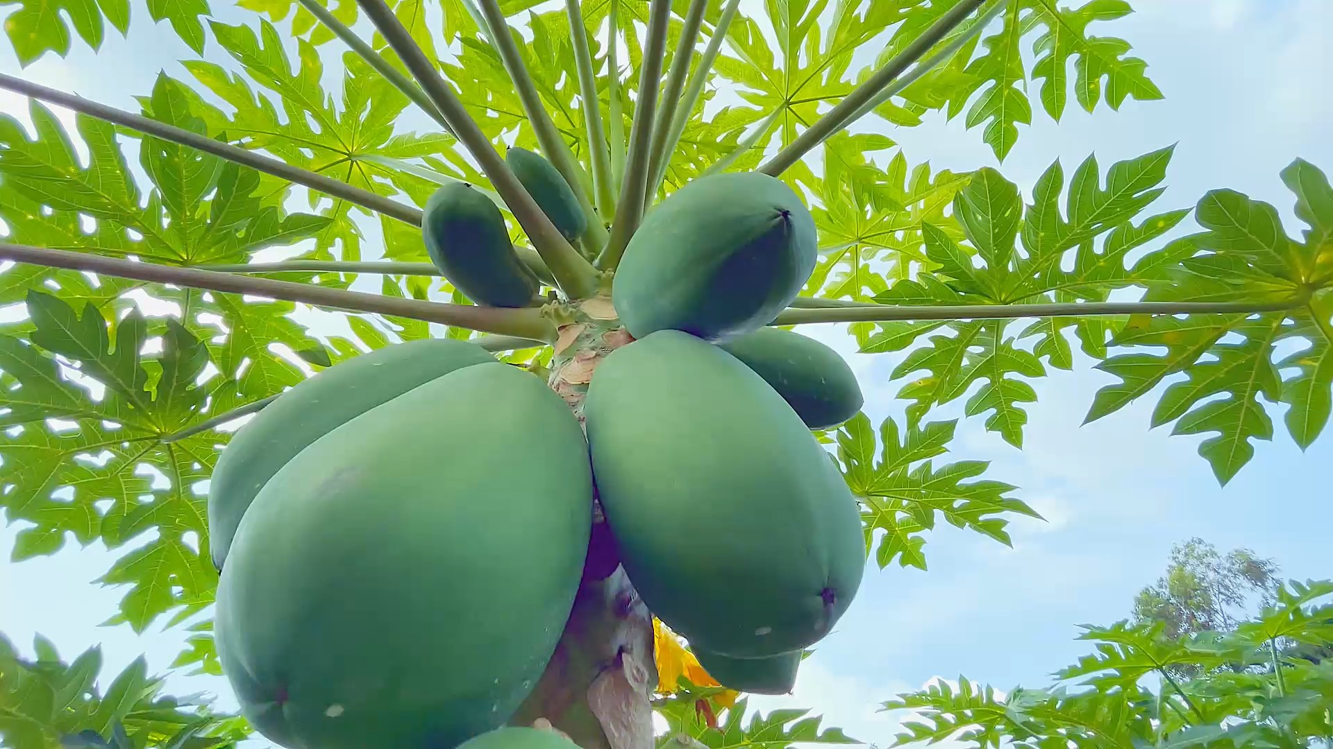 Vườn đu đủ Hành trình từ nông trại đến nước ép hoàn hảo RITA 4