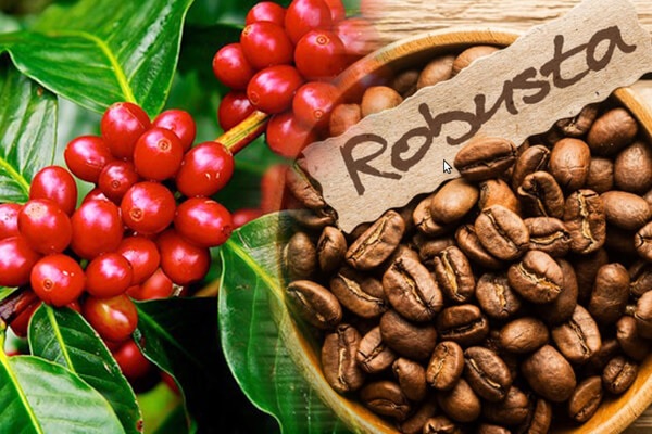 Vietnam’s Robusta Coffee: A Global Game-Changer