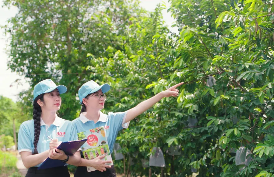Discovering Ritas Soursop Raw Material Area at Song Hau Farm 12