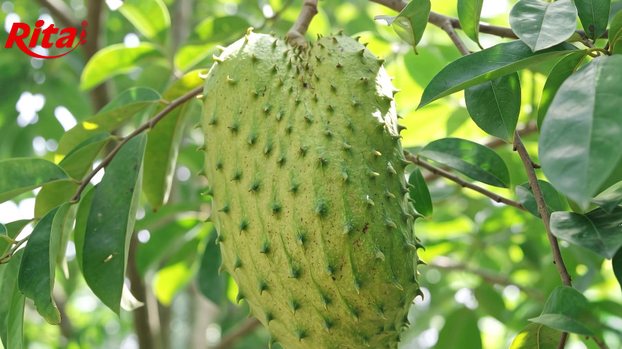 Discovering Ritas Soursop Raw Material Area at Song Hau Farm 4