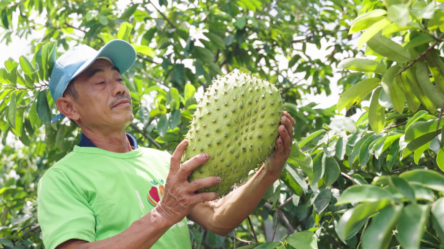 Discovering Ritas Soursop Raw Material Area at Song Hau Farm 6