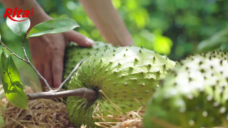 Discovering Ritas Soursop Raw Material Area at Song Hau Farm 8