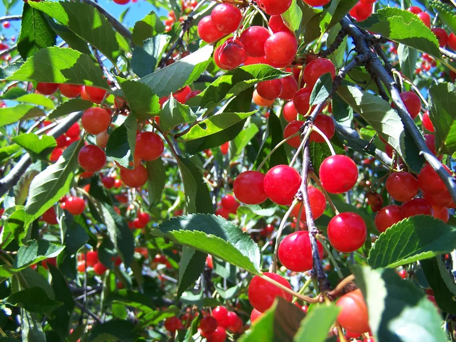 cherry tree