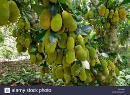 Jackfruit