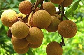 Longan