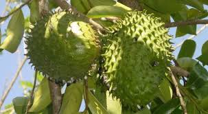 Soursop