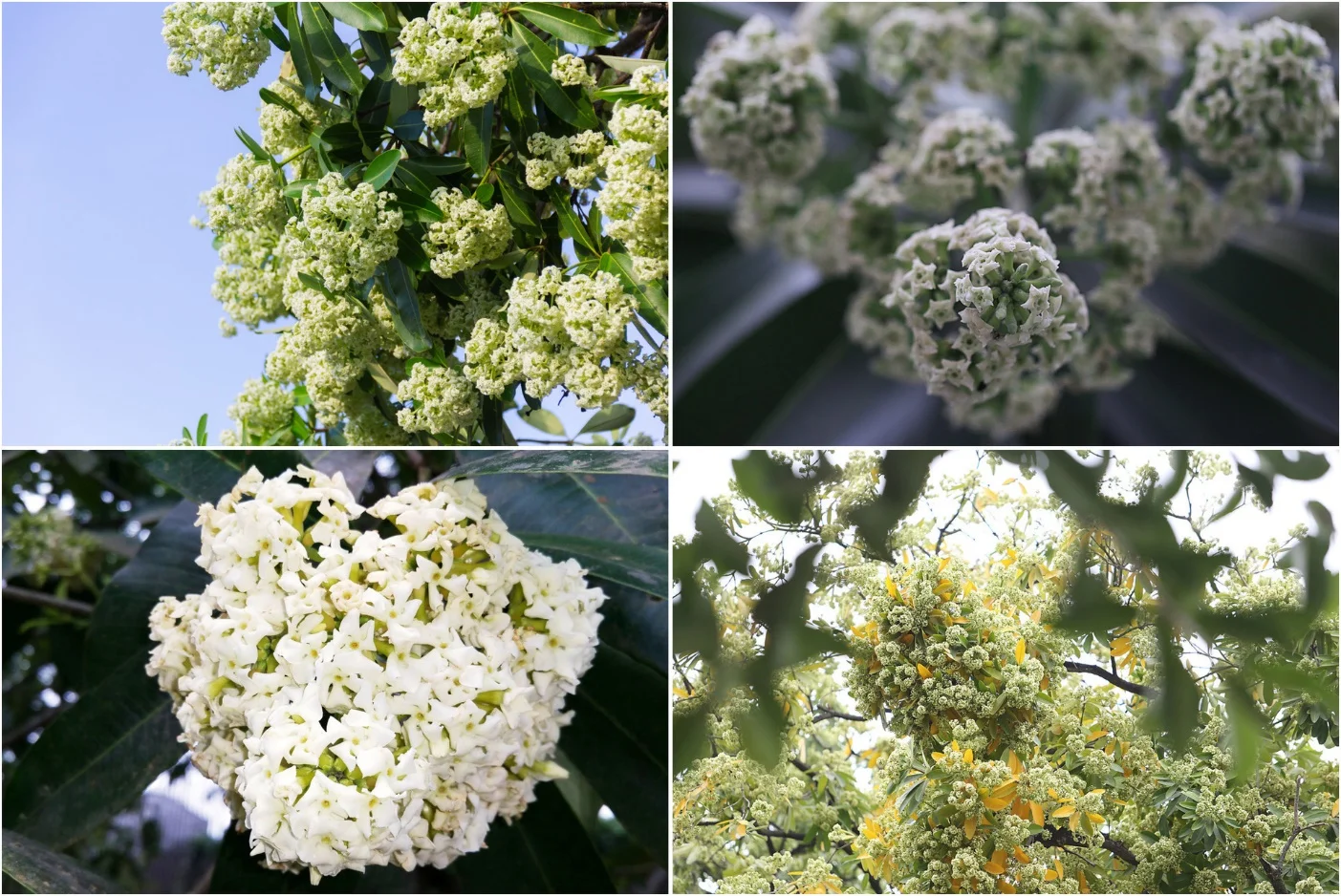 Milk Flower Blossom